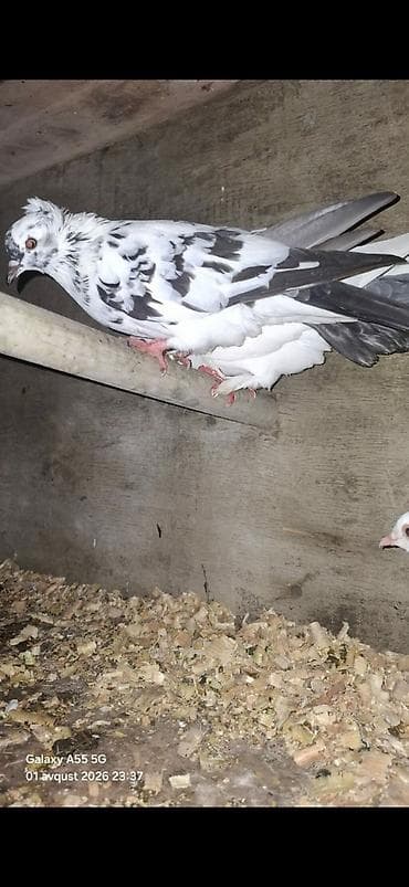 avçarka balası: 15 man 1 ədədi ü çü qalıb biri papaqlıdı biri ayaqları tüklüdü biri — 3