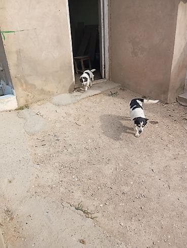 2 il, Dişi, Ünvandan götürmə