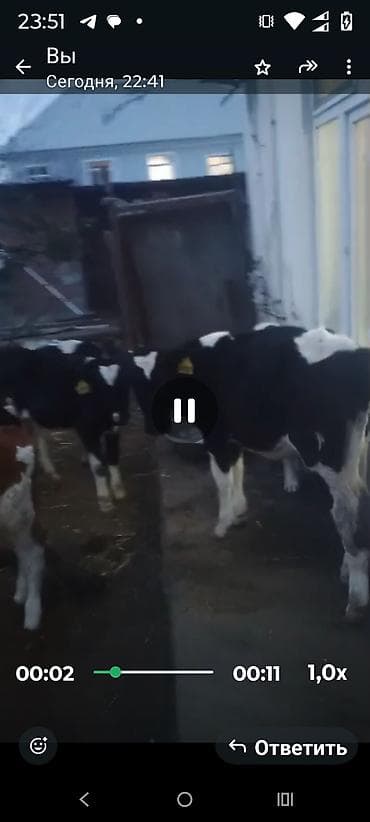 cins dana: Dana, buzov, Dişi, Holsteyn, ay: 1, 65 kq, Damazlıq, Südlük, Ətlik — 4