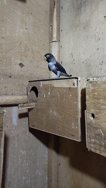 cex qus: Məhsul: Agapornis (Lovebird) – mavi rəng mutasiyalı Təsvir: - Nadir — 1