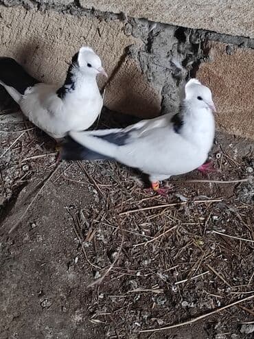 Gəmiricilər: Cüt dekorativ göyərçin – ağ-qara rəngli, baş hissəsində taclı lələk — 1