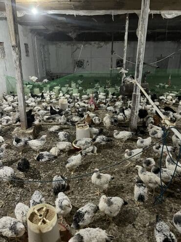 cins ineklerin satisi: Toyuq, Broyler, Ətlik — 3