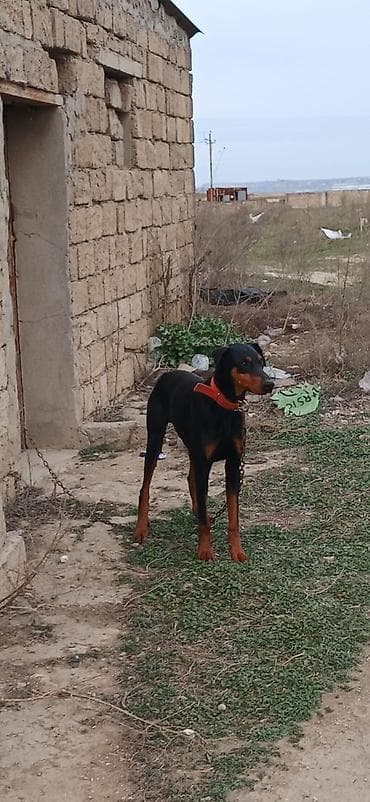 Doberman, 1 il, Erkek, Peyvəndli, Ödənişli çatdırılma