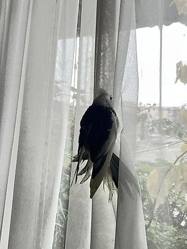 deve quşu: Korella papuqayı 100 Azn razılaşmaq olar Səbəb: dişisi ucub gedib ona — 2