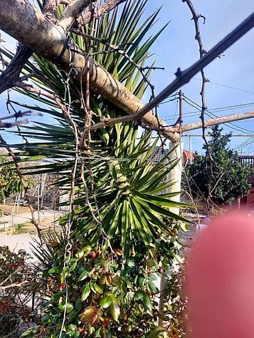 meyve agaci: Yucca ağacı palma kaktus – landşaft üçün dekorativ tropik bitki Unvan — 4