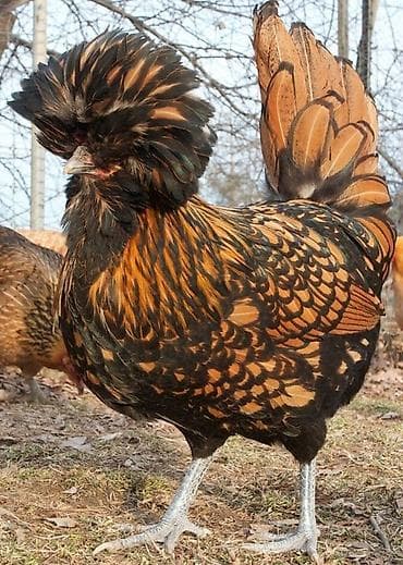 vendam kendi: Toyuq, Damazlıq, Ünvandan götürmə — 3