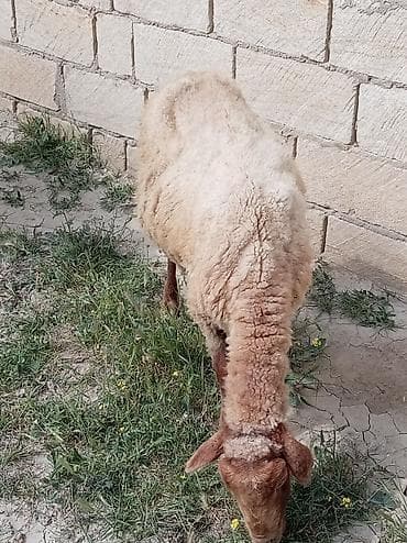 erkek pişik adları: 2 dənə qoyun biri 160 manat — 7
