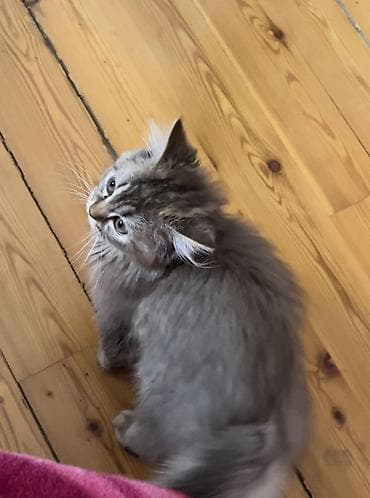 Uzun tüklü biritan boz-qəhvəyi rəngli balaca pişik balası. Yumşaq — 2