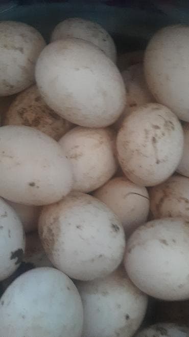 Ördək yumurtasi 50 qəpik