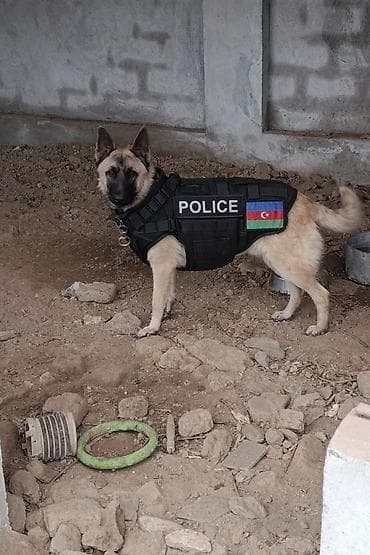 nemeski afcarka: Erkek — 2