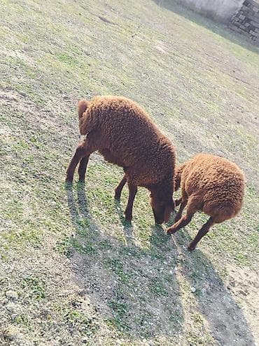 Другие с/х животные: Bir erkek bir dişi Qala quzusu cütü 550 manata tək satilmir .qiymət — 3