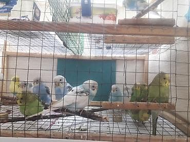 top az itler: Quşlar 10azn fikri ciddi olanlar əlaqə saxlasın — 9