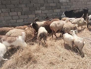 satdig quslar: Salam tam saglam heyvanlar satilir qoyun quzu keci cepis qoc kime ne — 10