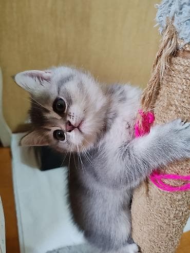 Britan, Dişi, Yaxşı əllərə, Ünvandan götürmə