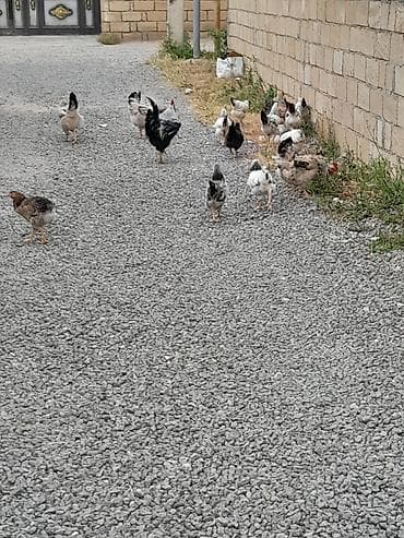 Heyvanlar: Məhsul: kənd toyuqları (qarışıq sürü) Təsvir: - Təbii şəraitdə — 3