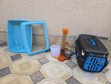 sfinks pişik qiymeti: Şotland yastı qulaq, Dişi, Yaxşı əllərə, Ünvandan götürmə, Ödənişli çatdırılma — 4