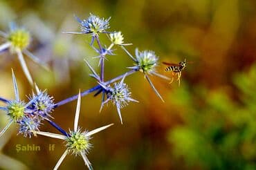 Videokameralar: Nikon AF Nikkor obyektivlər 1 - Nikon AF Nikkor 20mm f/2.8D - Tam — 5