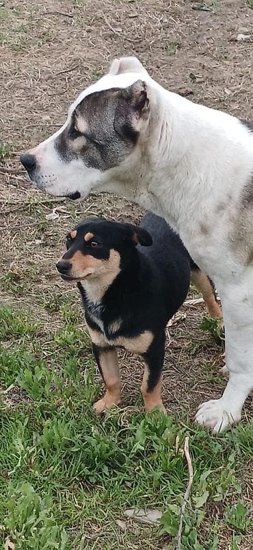 zvonok itler: 8 ay, Dişi, Peyvəndli, Ödənişli çatdırılma — 4