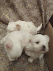 şotland pişik balası: Malta bolonka, 1 ay, Dişi — 3