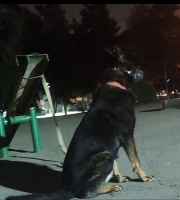 Gəmiricilər: Alman çoban iti, 1 il, Erkek, Peyvəndli, Ünvandan götürmə — 3