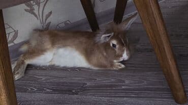 şirin dovşan şəkilləri: Ev dovşanı – tüklü, uzunqulaqlı, ev şəraitinə uyğun - Növ: ev dovşanı — 2