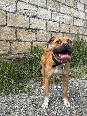 balaca dana: Pitbul, 1 il, Erkek — 3