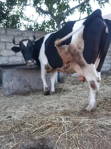 3 qarına cavan temiz ivanovkadi 8 ayın icindedi boğazdıği super — 1