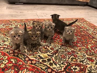 pişik ucun daraq: Şotland yastı qulaq — 3