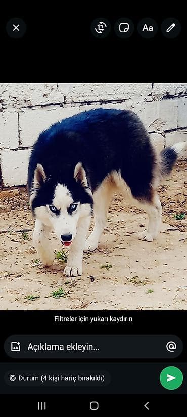 Xaski, 11 ay, Ünvandan götürmə