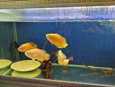 Oskar balığı, Yırtıcı