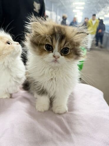 Gəmiricilər: Fars, Erkək, Dişi — 1