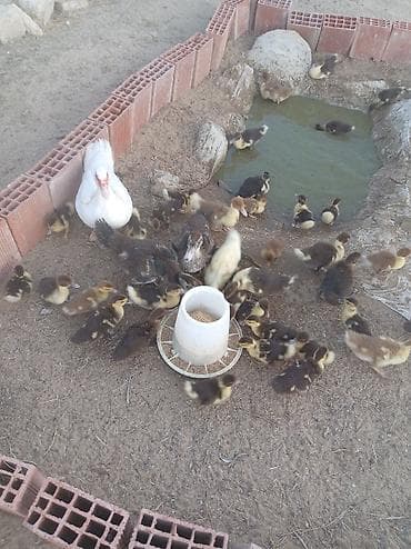 hind qusu: Muscovy ördəkləri – bala ördəklər - Cins: Muscovy (Hind ördəyi) - — 4
