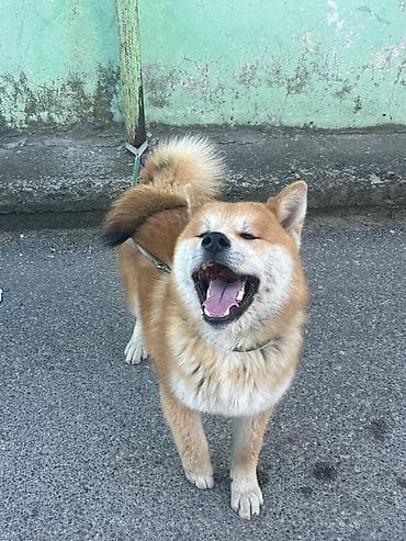 ağ baliq: Akita-inu — 4