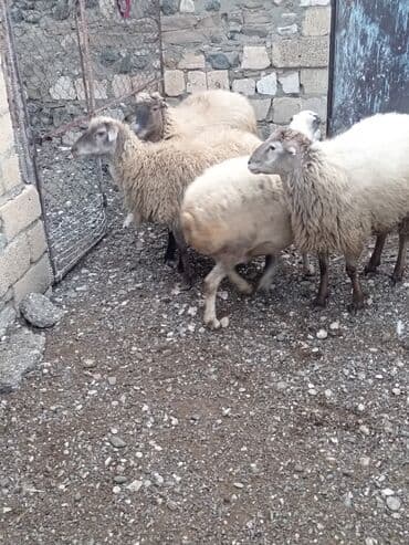 qoyun sortları: Qoyunlar – yerli Salam şəkildə gördüyünüz qoyunlar cəm şəkildə — 10