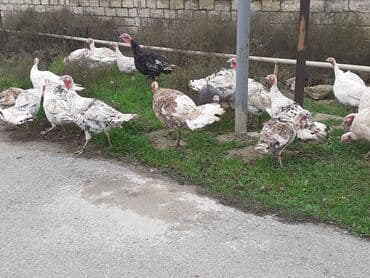 qus tutulma: Salam Hinduşkalar diri çəkisi --- erkəklər 12 manat, Dişilər 15 manat — 5