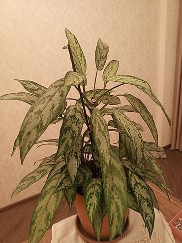 tuya bitkisi: Aglaonema (Çin həmişəyaşıl) – dekorativ yarpaqlı otaq bitkisi - Növ — 4