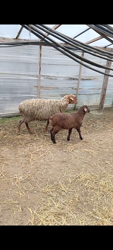 baki heyvan satisi: Dişi, Qala, il: 1, 50 kq, Damazlıq, Ünvandan götürmə — 1