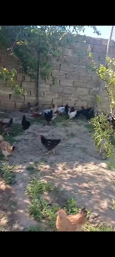 suda yaşayan heyvanlar: ‼️ Təcili Satılır ‼️ 100 ədəd Kənd colpası 4 ayına kecib tam sağlam — 4