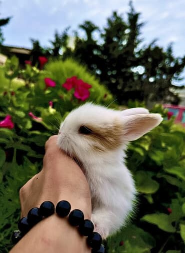 джек рассел терьер цена в баку: Salam🖐🏻.Her biri real dovşan şekilleridir öz heyetimde saxladığım — 1