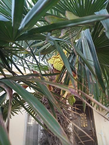 ağaç gülleri: Xurma ağacı satılır, hər yaz gül açır tozlanma olmadığına görə bar — 8