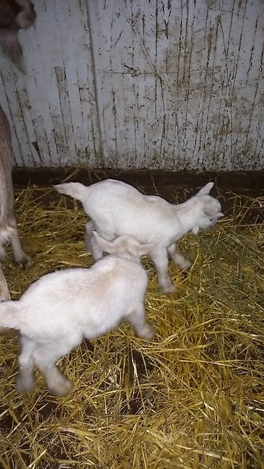 alman kurdu iti: Alpin Toqqenburq cinsi. çox südlü heyvandir. balalar dişidi. özü və — 3