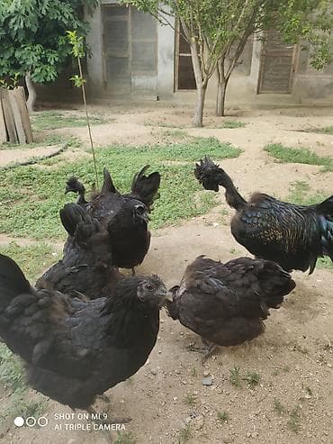 Toyuqlar: 1 xoruz 5 feredi ferenin biri arıqdı diye onu hədiyyə verirəm yeni bir — 4