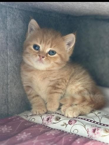 Şinşilla, Erkək, Dişi