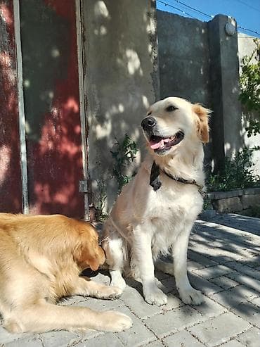 it yemi satilir: Qızılı Retriver – səmimi və mehriban ailə iti - Cins: Golden — 2