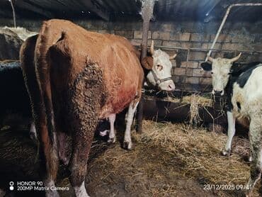 xarkov toyuqlari vikipediya: Dişi, il: 3, 600 kq, Südlük, Ödənişli çatdırılma — 4