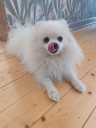 bala haski: Şpitz, 3 il, Erkek, Cütləşmə üçün, Ünvandan götürmə — 7