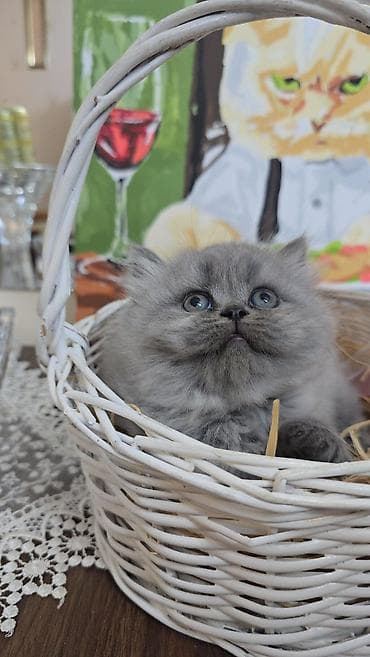 iri buynuzlu heyvan: Boz tüklü balaca pişik balası - Cinsə bənzər: uzun tüklü, yumşaq və — 4