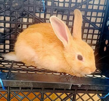 Lincoln: Pulsuz Bala dovsanxamyak ve deniz donuzu svinka isteyirem bashqa — 5