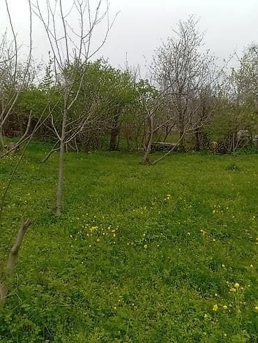 1 otaqli kiraye evler 2018: Шабран, 18 м², 2 комнаты, Без бассейна, Электричество — 5