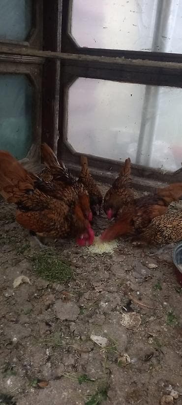 Hinduşkalar: Toyuq, Damazlıq — 2